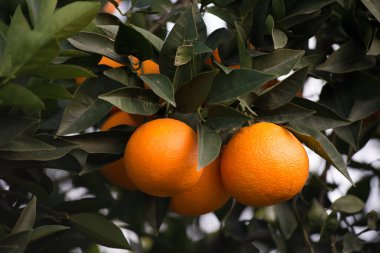 Portakal (meyve, narenciye) bir ağacın dalları üzerinde. Gün ışığında, sığ derinlik-in tarla çekim. Metin için yer