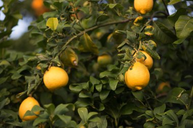 Limon (meyve, narenciye) bir ağacın dalları üzerinde. Gün ışığında, sığ derinlik-in tarla, seçici netlik çekim
