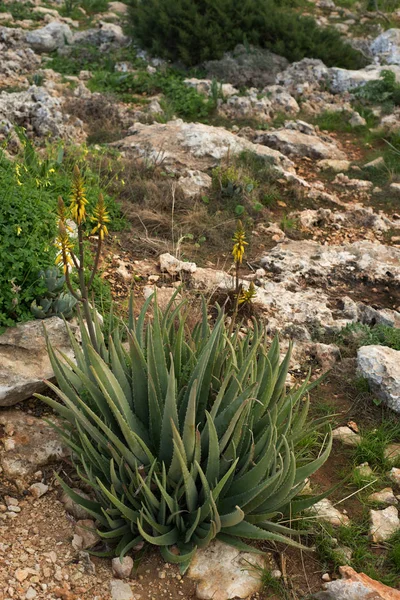 Pianta Relict Con Fiori Gialli Flora Fauna Fotografia Diurna — Foto Stock