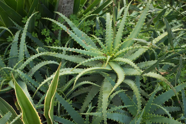 Plante Aloe Vera Tournage Plein Jour Netteté Sélective Faible Profondeur — Photo