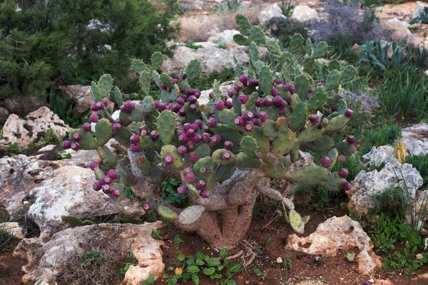 Cactus Con Fiori Rosa Girare Alla Luce Del Giorno — Foto Stock
