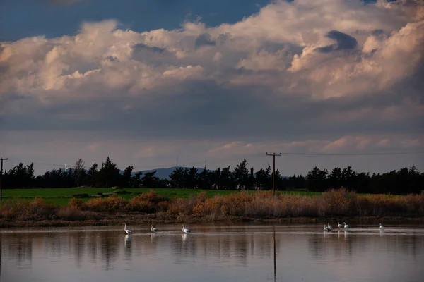 Flamants Roses Oiseaux Sur Lac Salé Larnaca Chypre Paysage Hivernal — Photo