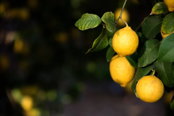 Limoni Frutta Agrumi Sui Rami Albero Scatto Pieno Giorno Bassa — Foto Stock