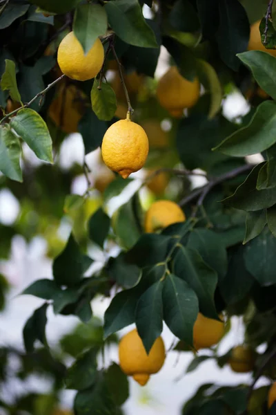 Limoni Frutta Agrumi Sui Rami Albero Scatto Pieno Giorno Bassa — Foto Stock