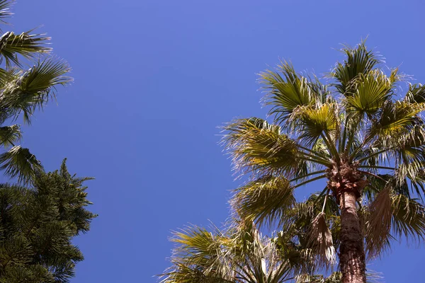 Palm bomen tegen de hemel. Zomer landschap. Achtergrond, spatie voor tekst in het midden. — Stockfoto