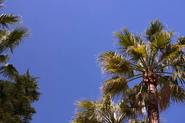 Palmeras contra el cielo. Paisaje de verano. Fondo, espacio para texto en el medio . — Foto de Stock