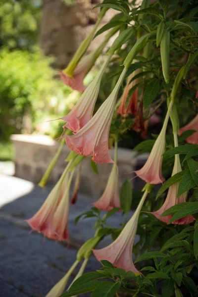 Datura flowers on the background of the wall, blurred background, shallow depth of field — Stock Photo, Image