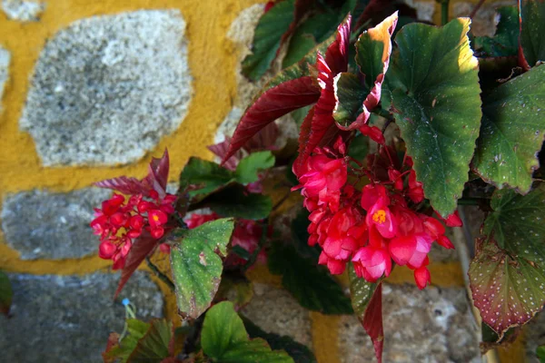 Szkarłatna kwiat na tle pomarańczowej ściany. Klasyczna flora i fauna Rodos, Grecja. Płytkie głębia ostrości — Zdjęcie stockowe