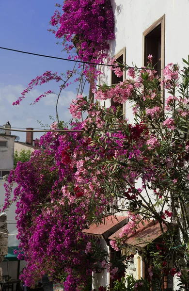 Rosa und purpurrote Blumen, die in der Nähe des weißen Hauses in einer engen Straße des antiken Marmaris wachsen, Truthahn — Stockfoto