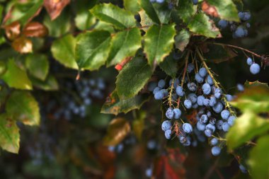 Colo arka planda bitki 'Oregon Üzüm' meyve