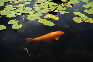 Altın sazan gölde su altında yüzer. Bulutlar yansıtılır