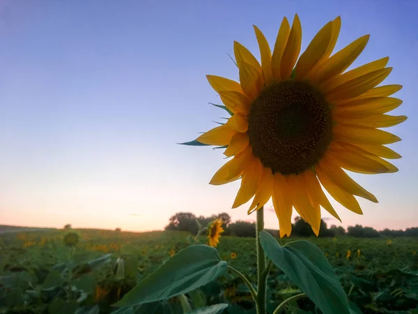 Girassóis Sol — Fotografia de Stock