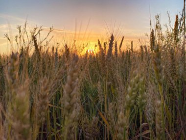 Gün batımı ve buğday çıkıntısı