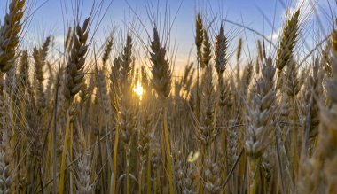 Gün batımı ve buğday çıkıntısı
