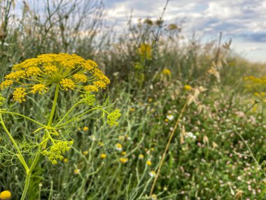 buğday ve çiçek çiftliğine güzel bir renk