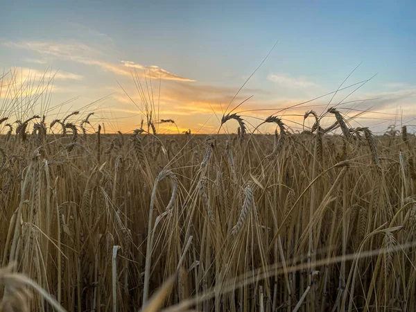 Шип Заката Пшеницы — стоковое фото