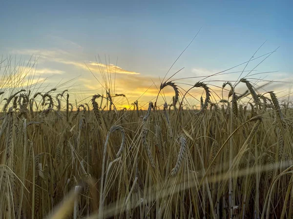 Шип Заката Пшеницы — стоковое фото