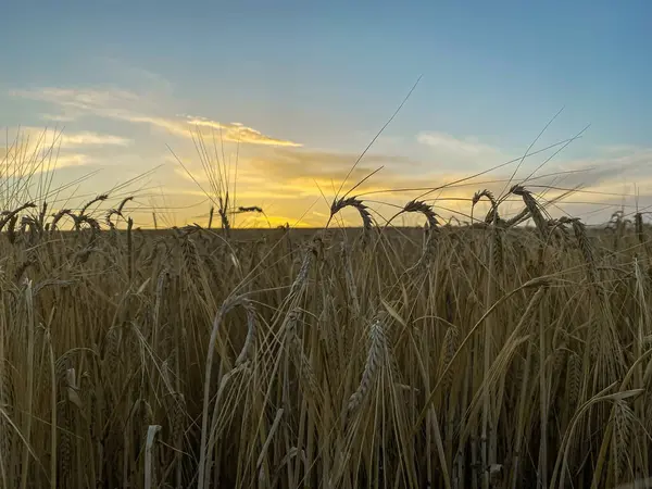 Zonsondergang Tarwepiek — Stockfoto