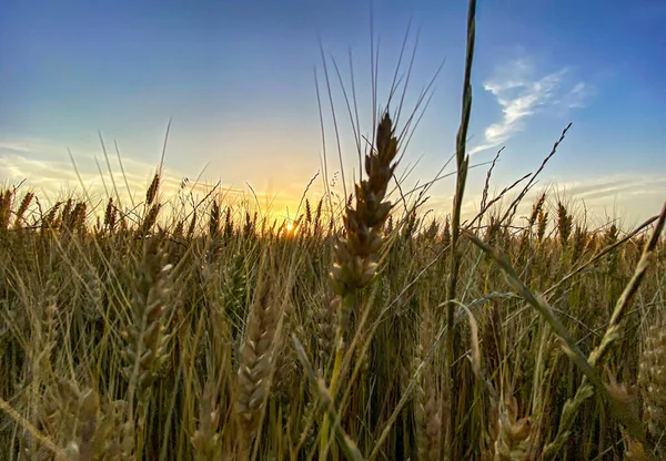 Západ Slunce Pšeničný Hrot — Stock fotografie