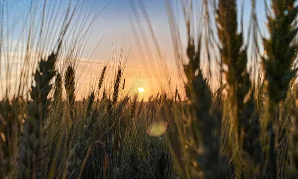 Západ Slunce Pšeničný Hrot — Stock fotografie