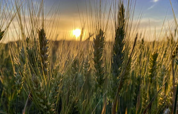 Pôr Sol Pico Trigo — Fotografia de Stock