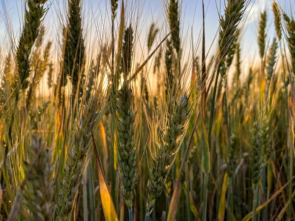 Sonne Und Weizen — Stockfoto