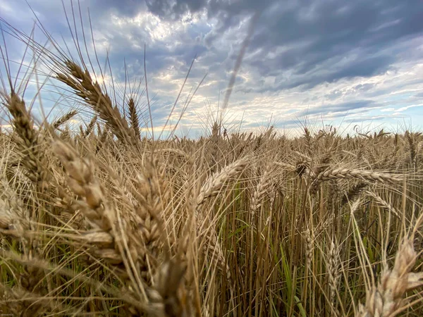 Bela Fazenda Trigo Céu — Fotografia de Stock