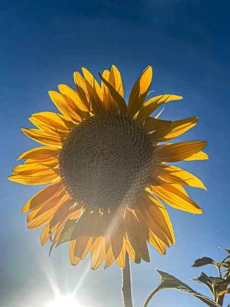 Sunset Sunflower Thrace Törökország Európa — Stock Fotó