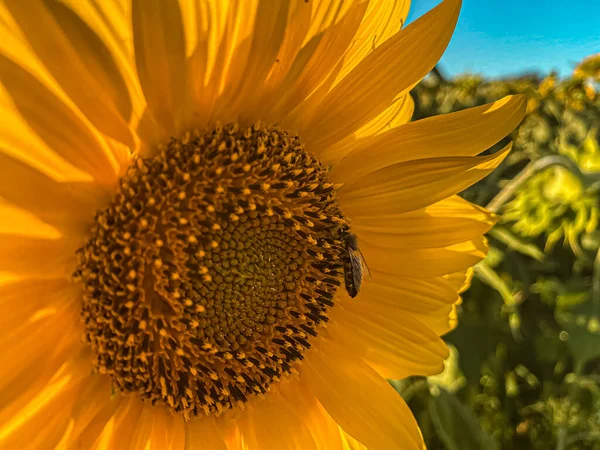 Sunset Sunflower Thrace Törökország Európa — Stock Fotó