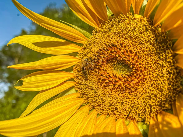 Sunset Sunflower Thrace Törökország Európa — Stock Fotó