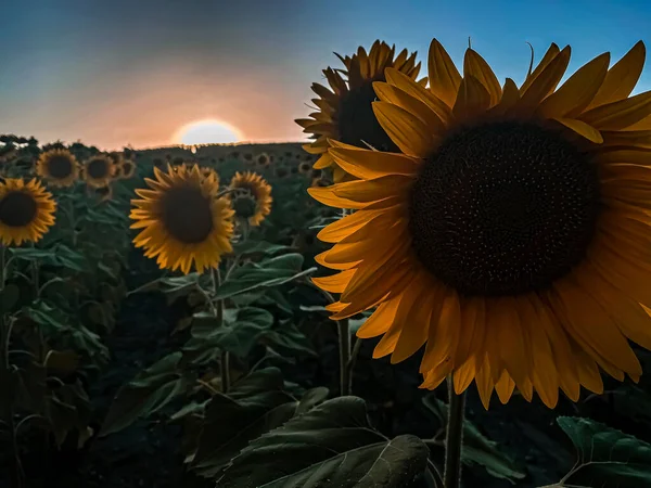 Puesta Sol Girasol Tracia Turquía Europa —  Fotos de Stock