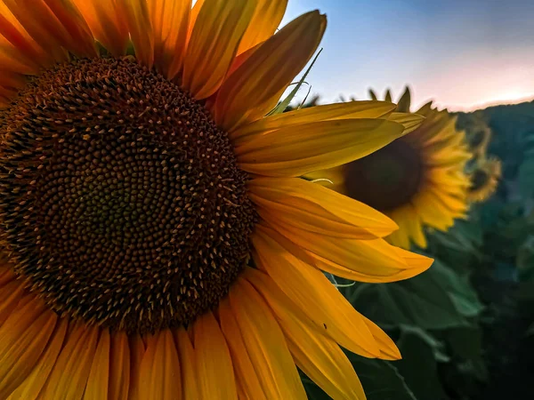 Sunset Sunflower Thrace Törökország Európa — Stock Fotó