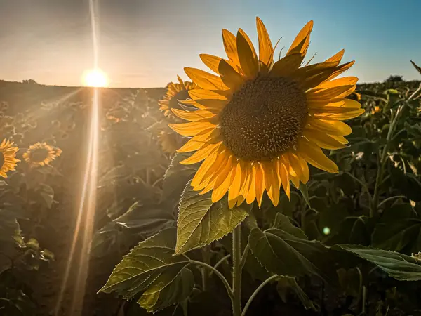 Türkiye 'nin Avrupa' da Günbatımı