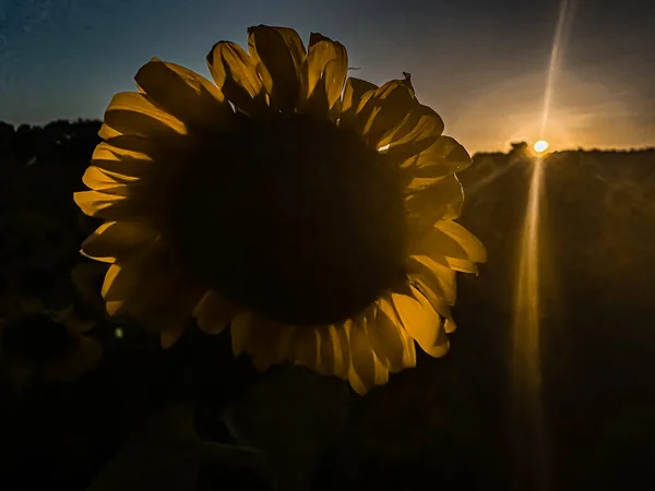 Sonnenuntergang Auf Sonnenblumen Thrakien Türkei Europa — Stockfoto