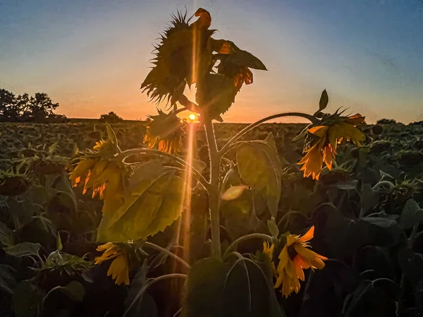 Coucher Soleil Sur Tournesol Thrace Turquie Europe — Photo