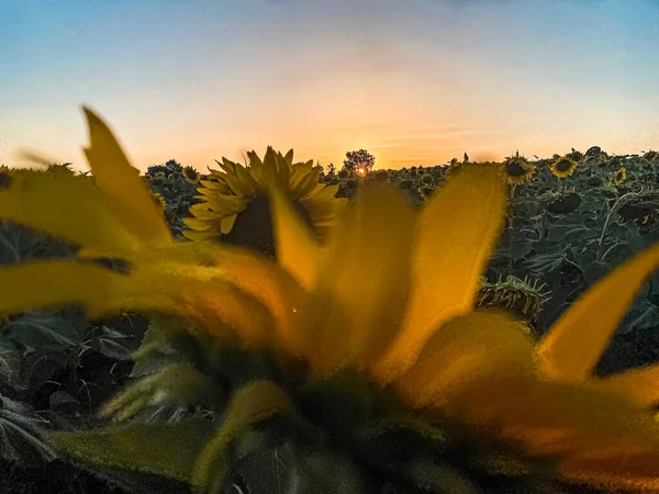 Pôr Sol Girassol Trácia Turquia Europa — Fotografia de Stock