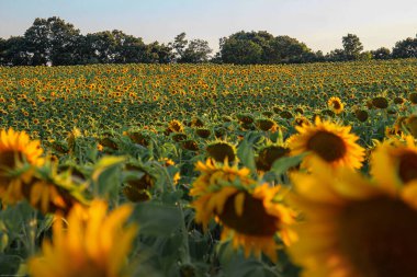 Türkiye 'nin Avrupa' da Günbatımı