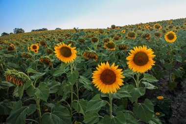 Türkiye 'nin Avrupa' da Günbatımı
