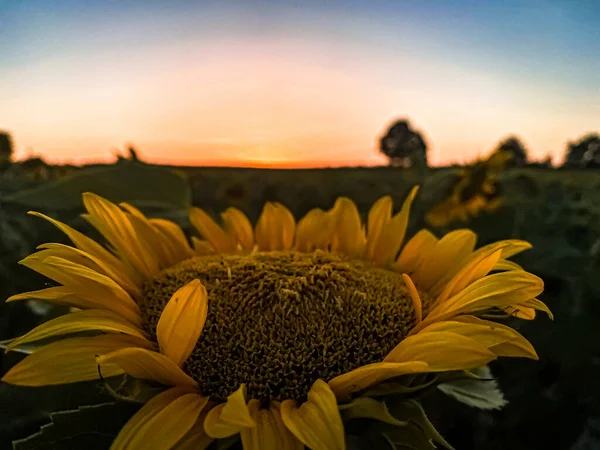 Západ Slunce Slunečnici Thrace Turecko Evropa — Stock fotografie