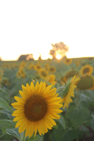 Sonnenuntergang Auf Sonnenblumen Thrakien Türkei Europa — Stockfoto