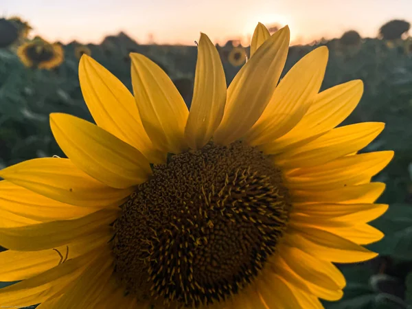 Захід Сонця Трасі Sunflower Thrace Turkey Europe — стокове фото