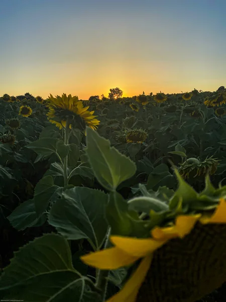 Türkiye Nin Avrupa Günbatımı — Stok fotoğraf