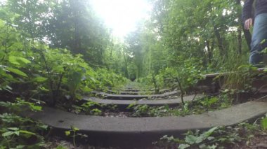 Ormanda tren ve demiryolu