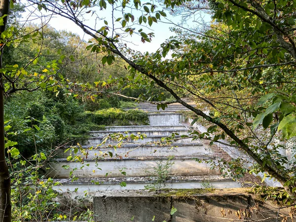 Cascade Dans Forêt — Photo