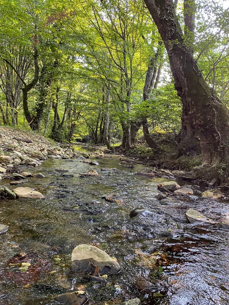 Cascada Bosque — Foto de Stock