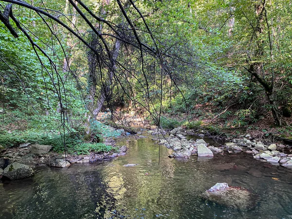 Καταρράκτη Στο Δάσος — Φωτογραφία Αρχείου