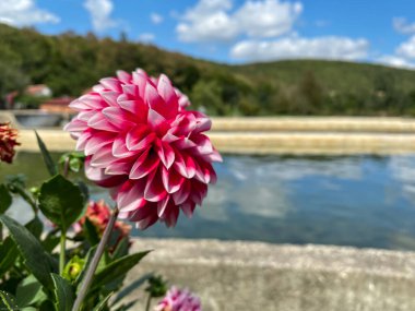 Serada Renkli Çiçekler 