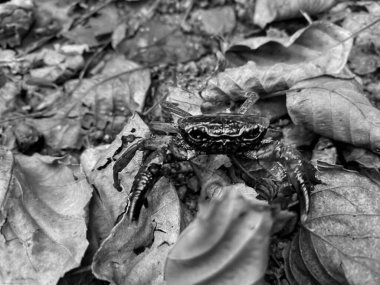 Vahşi doğada bir yengeç 