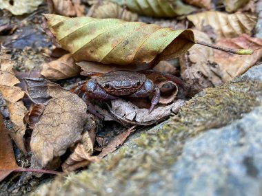 Vahşi doğada bir yengeç 