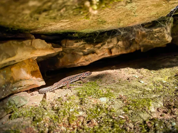 Animal Lizard Caverna — Fotografia de Stock